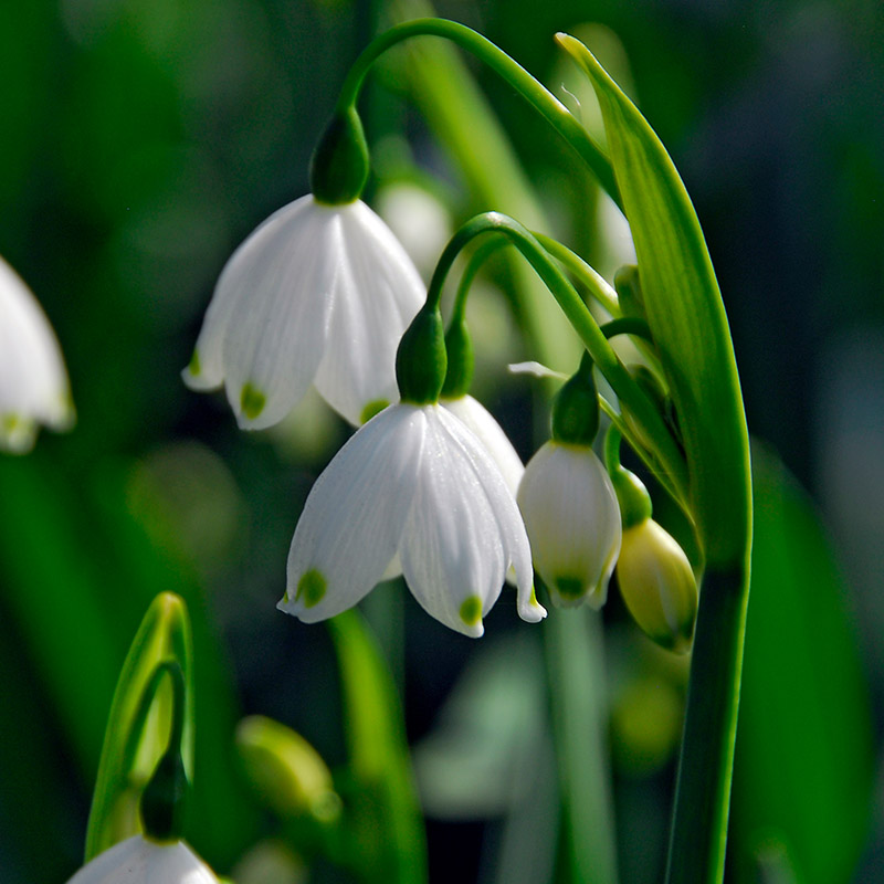 Leucojum vernum 5/7 , à 50