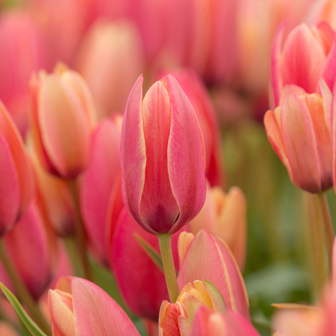 Tulipa clusiana Annika 6/+ , à 50