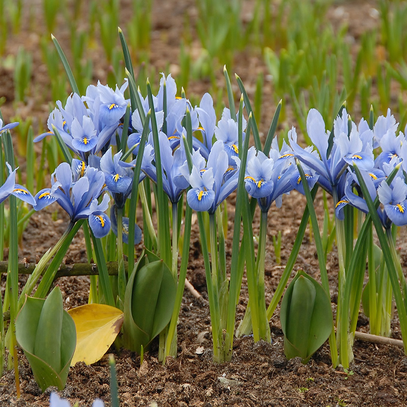 Iris reticulata Alida 6/+ , 