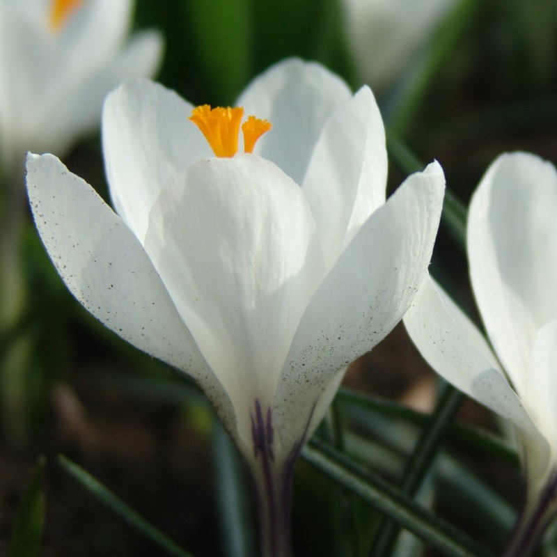 Crocus Jeanne d'Arc 9/10 , à 100