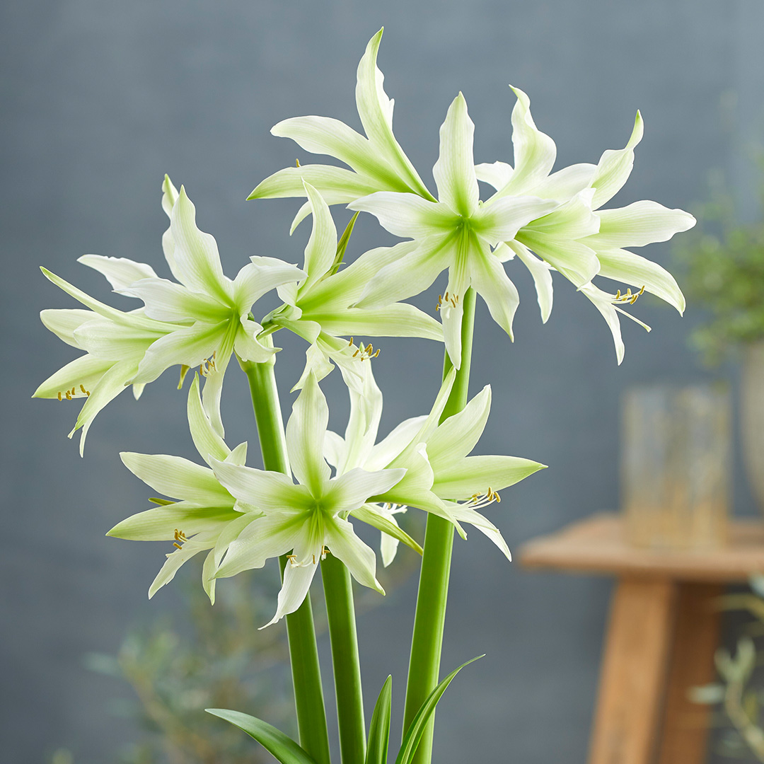 Hippeastrum White Nile® 24/26 , à 5