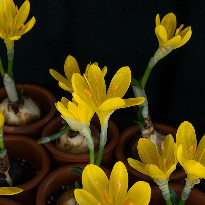 Sternbergia lutea 10/12 , à 25 Sternbergia lutea 10/12 , à 25