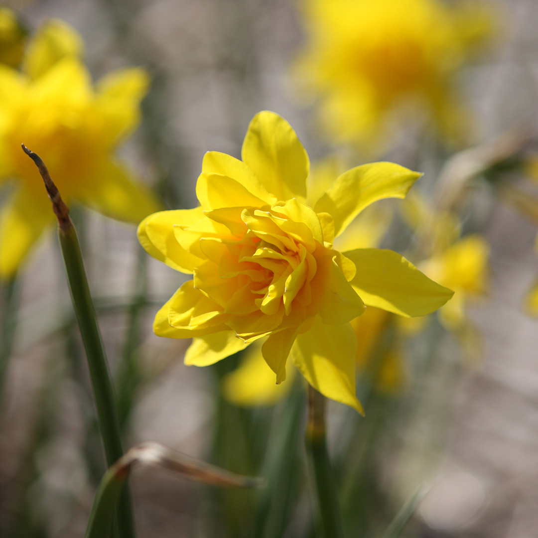 Narcissus Greengarden sp14/16 , à 50