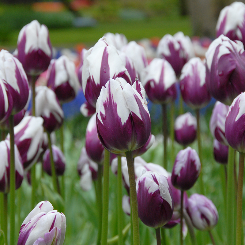 Tulipa Rems Favourite