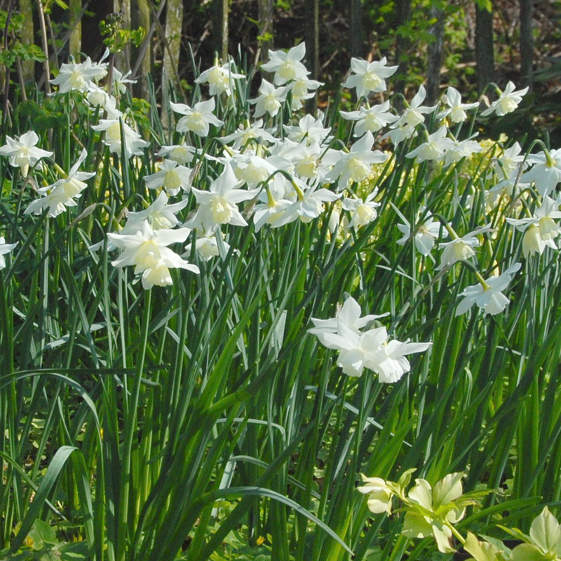 Narcissus Tresamble z12/+ , à 50