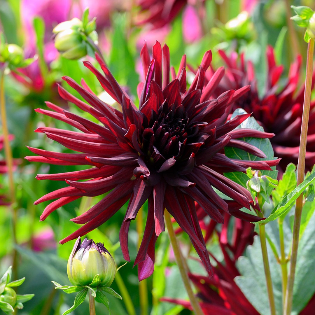 Dahlia Nuit D'Ete I , à 5 