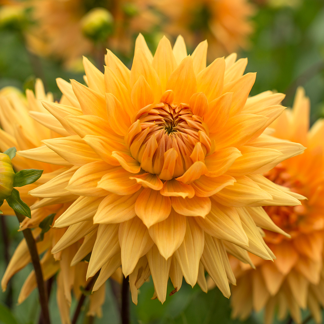 Dahlia Noordwijks Glorie I , à 5  