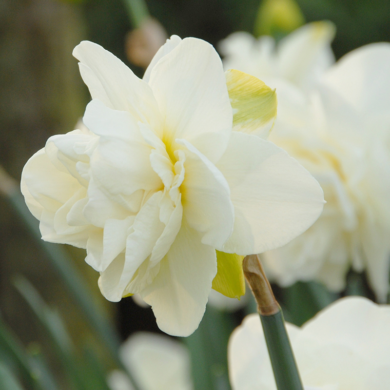 Narcissus Obdam sp14/16 , 