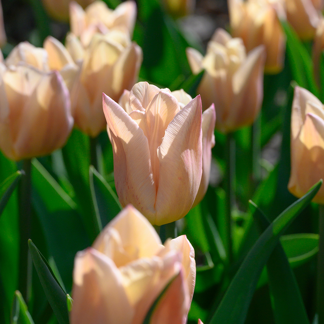 Tulipa Apricot Copex® 12/+ , à 50