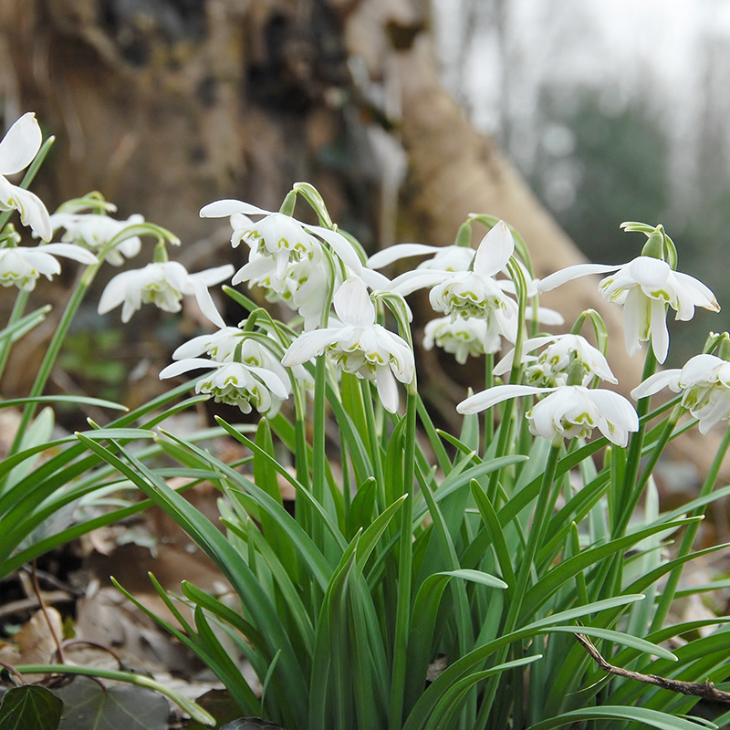 Galanthus nivalis Flore Pleno 5/+ , 