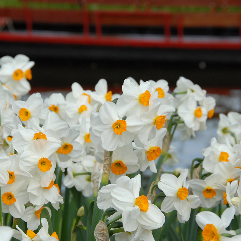 Narcissus Geranium sp14/16 , à 50