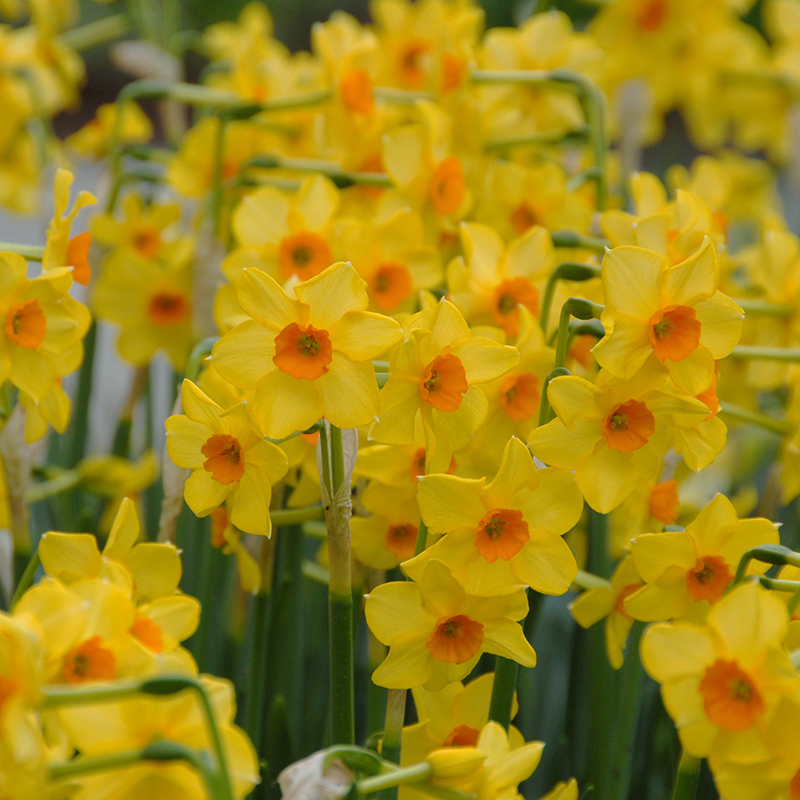 Narcissus Martinette sp12/14 , 