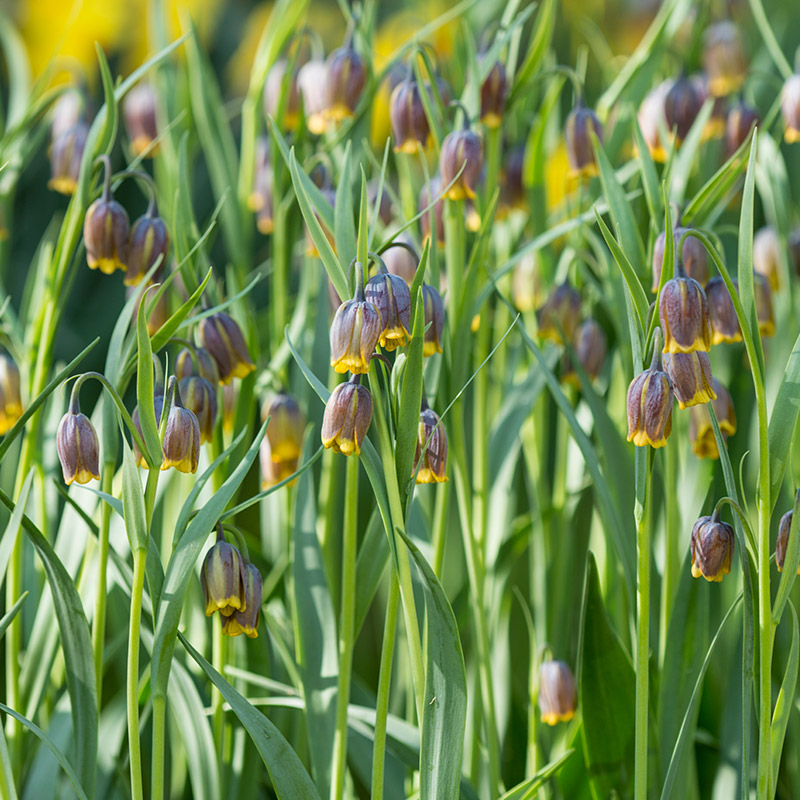 Fritillaria uva-vulpis 7/+ , à 100