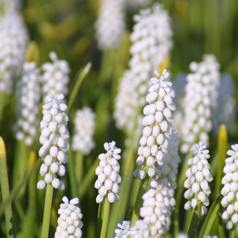 Muscari botryoides Album 5/+ , à 100