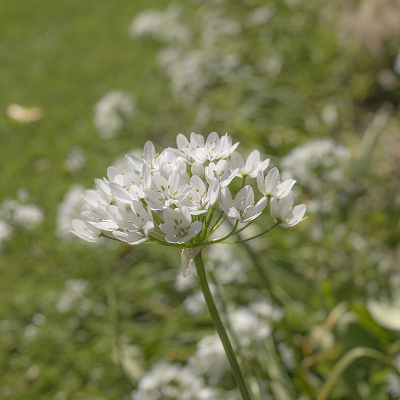 Allium cowanii 5/+ , à 100