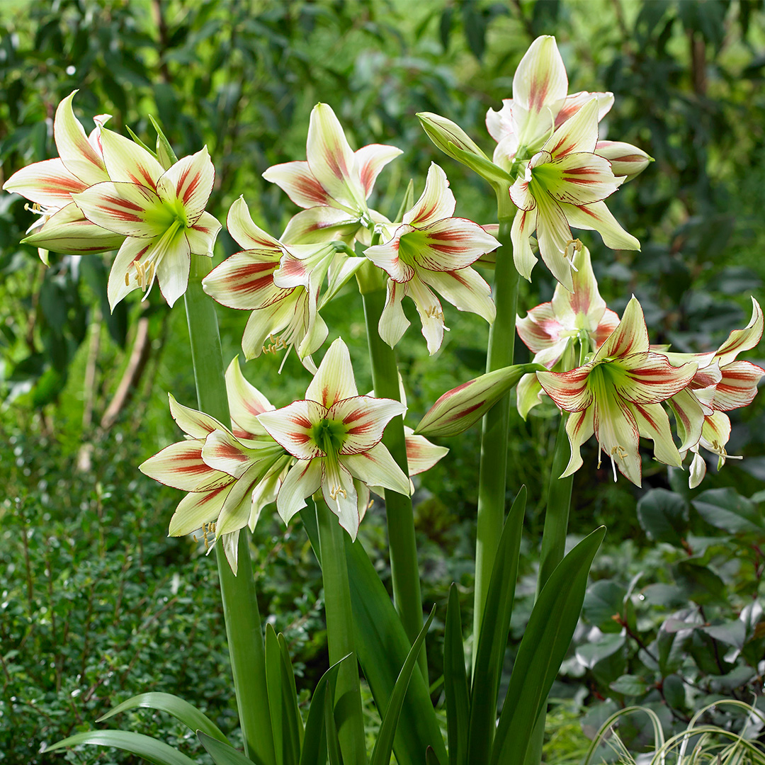 Hippeastrum Cleopatra® 24/26 , à 5