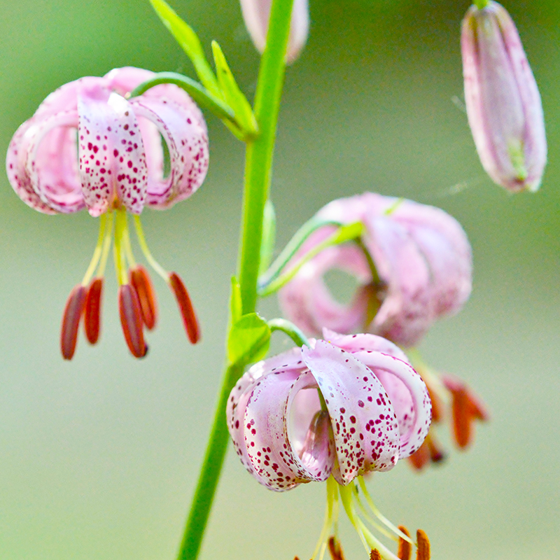 Lilium martagon 10/12 , à 10