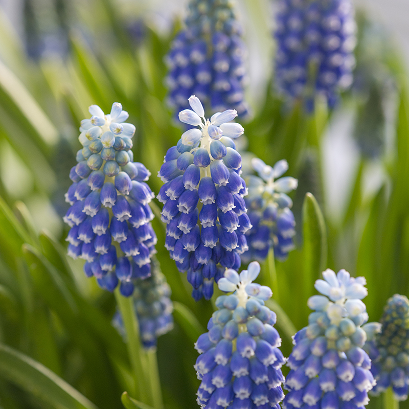 Muscari Touch of Snow