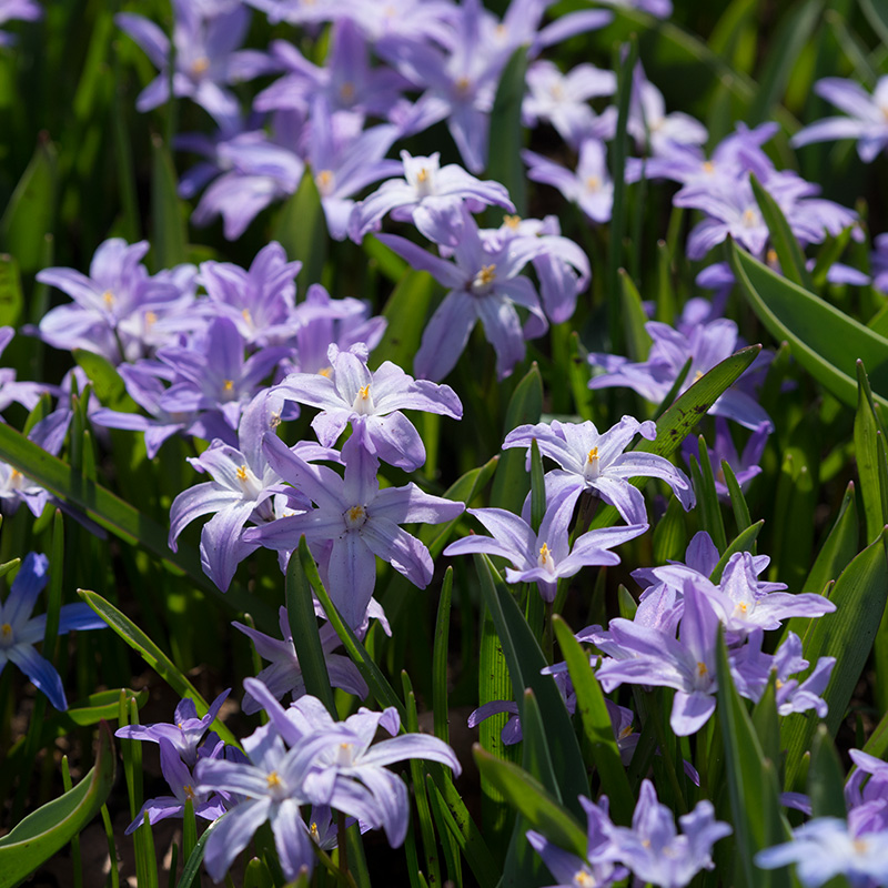 Chionodoxa luciliae Violet Beauty