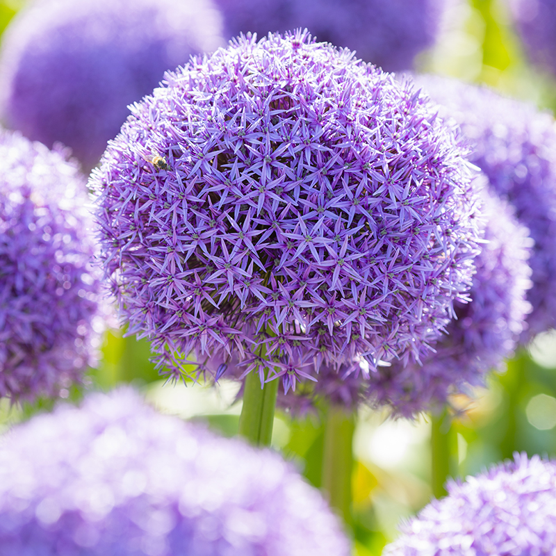 Allium Globemaster