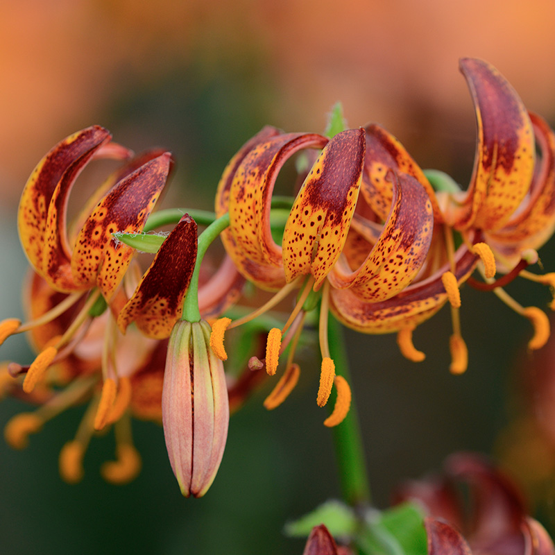 Lilium martagon Arabian Knight 12/+ , à 10