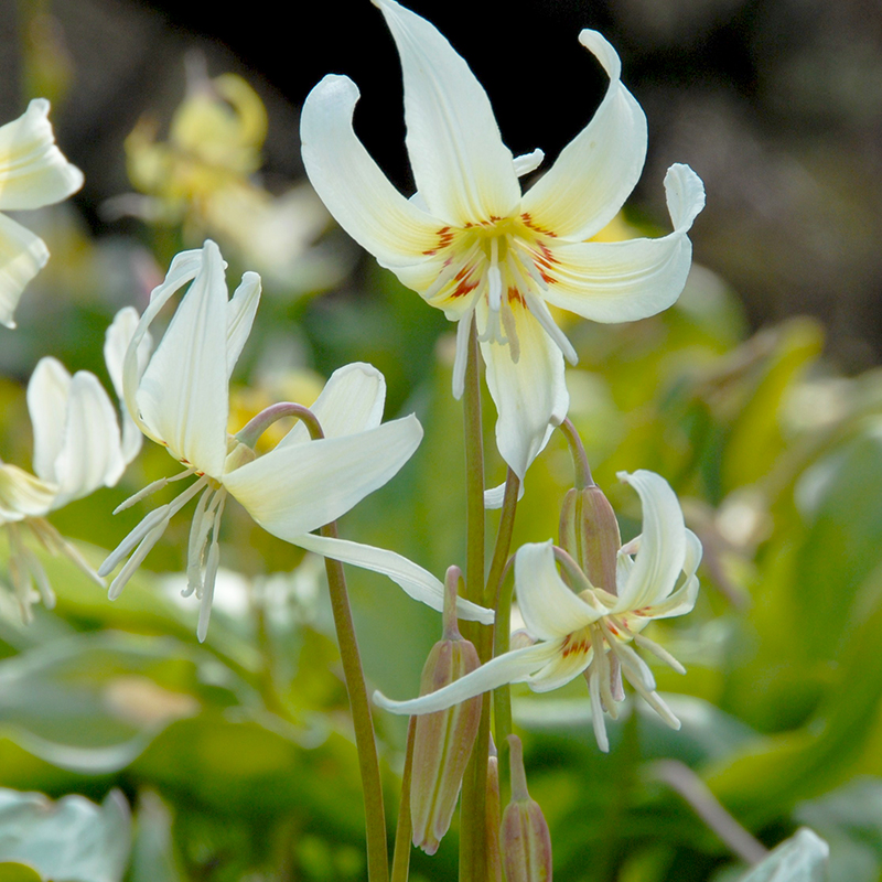 Erythronium revolutum White Beauty I , à 25 Erythronium revolutum White Beauty I , à 25