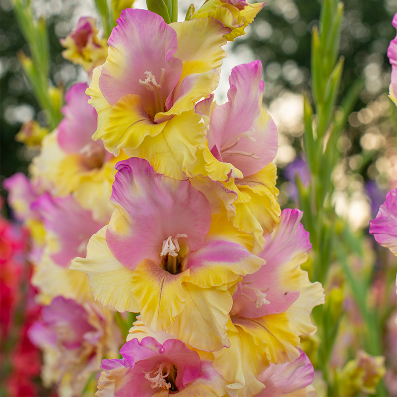 Gladiolus Mon Amour 12/14 à 100 