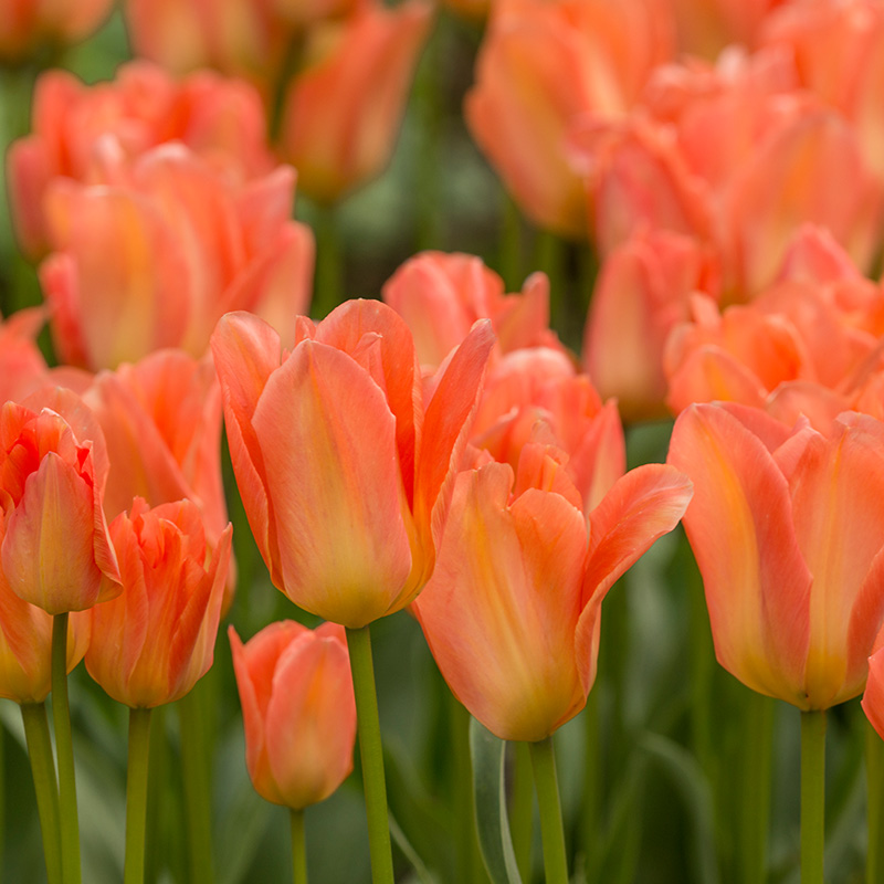 Tulipa Apricot Emperor 12/+ , à 50