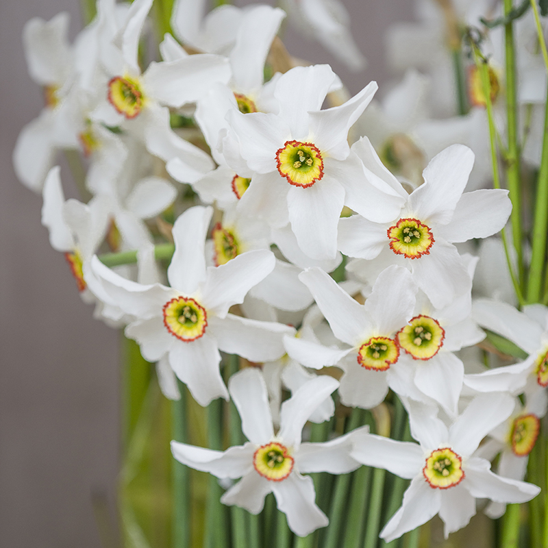 Narcissus poeticus var. Recurvus z14/16 , 