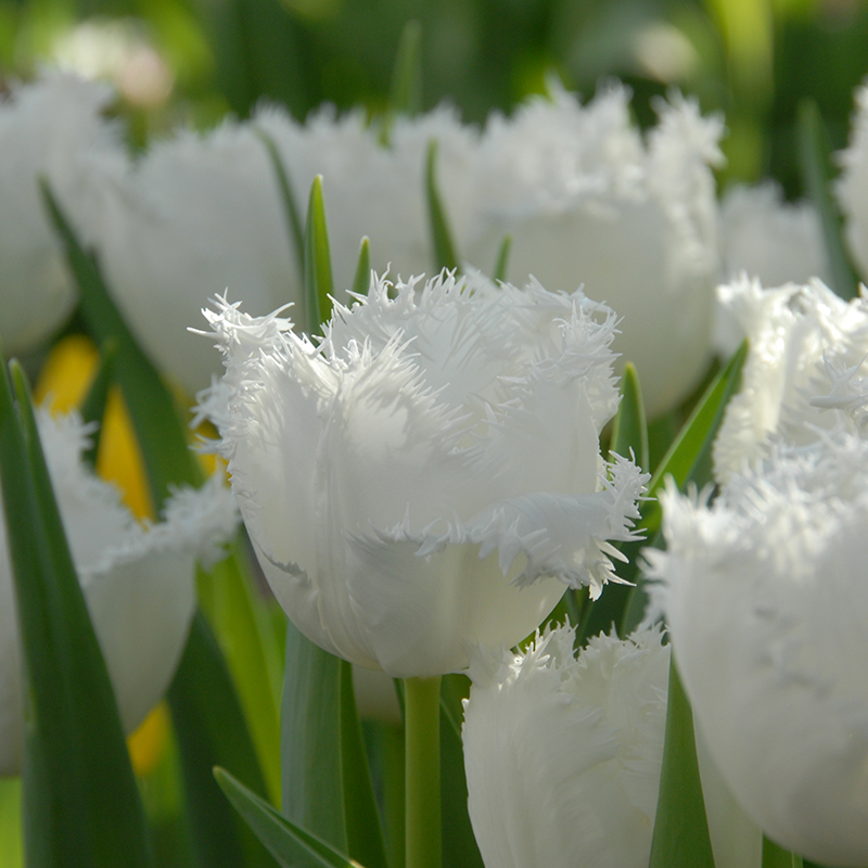 Tulipa Honeymoon® 12/+ , à 50