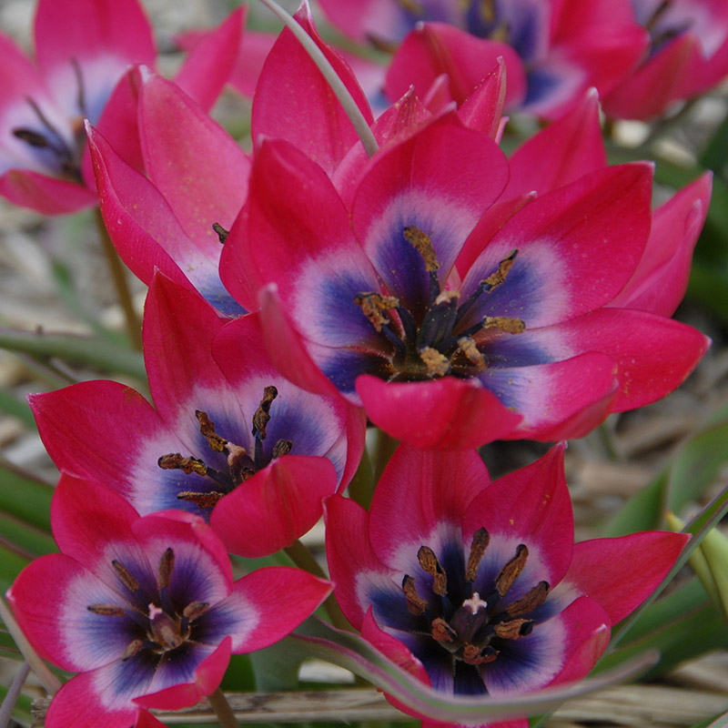 Tulipa Little Beauty 5/+ , à 50