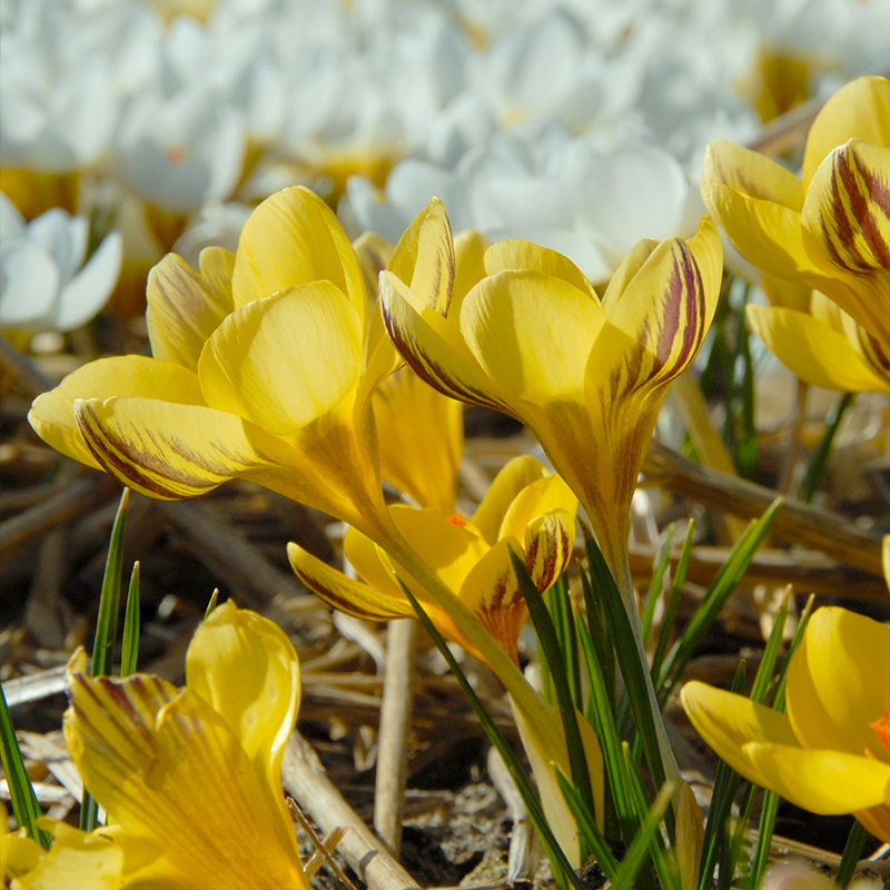 Crocus chrysanthus Gipsy Girl 5/+ , 