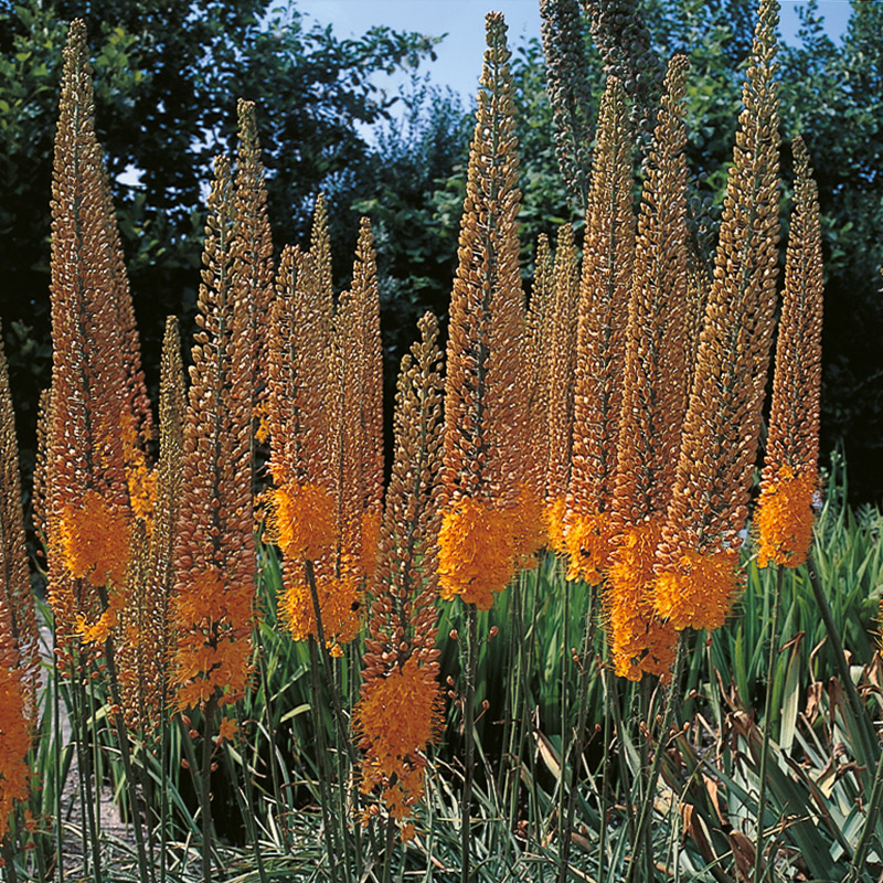 Eremurus Pinokkio I , à 5