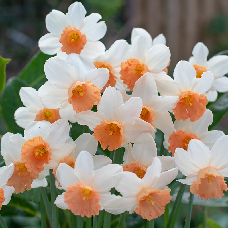 Narcissus Iwona z12/14 , à 50