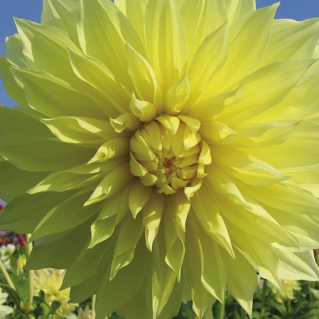 Dahlia Kelvin Floodlight I , à 5