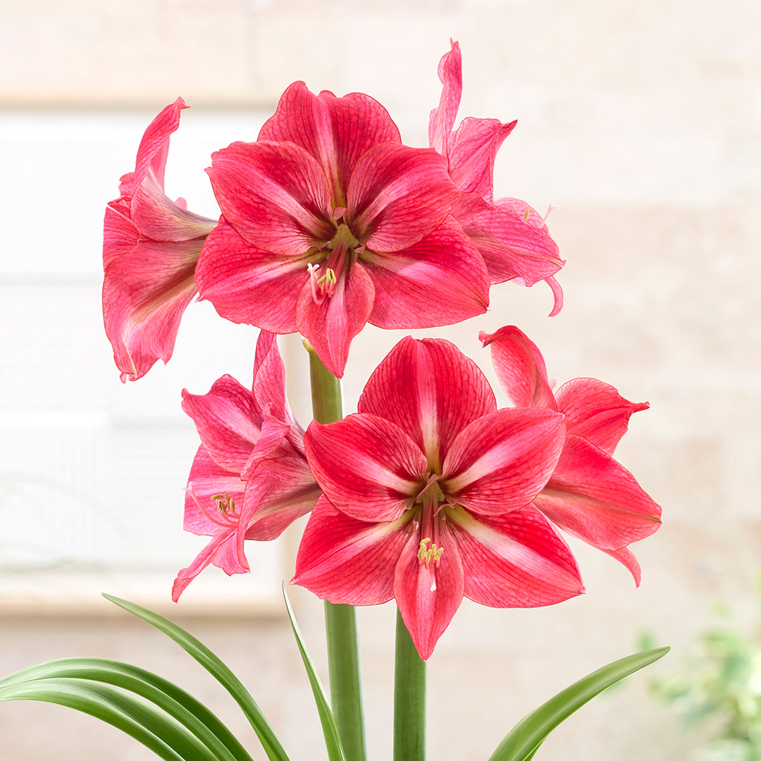 Hippeastrum Candy Star® 28/30 , à 5