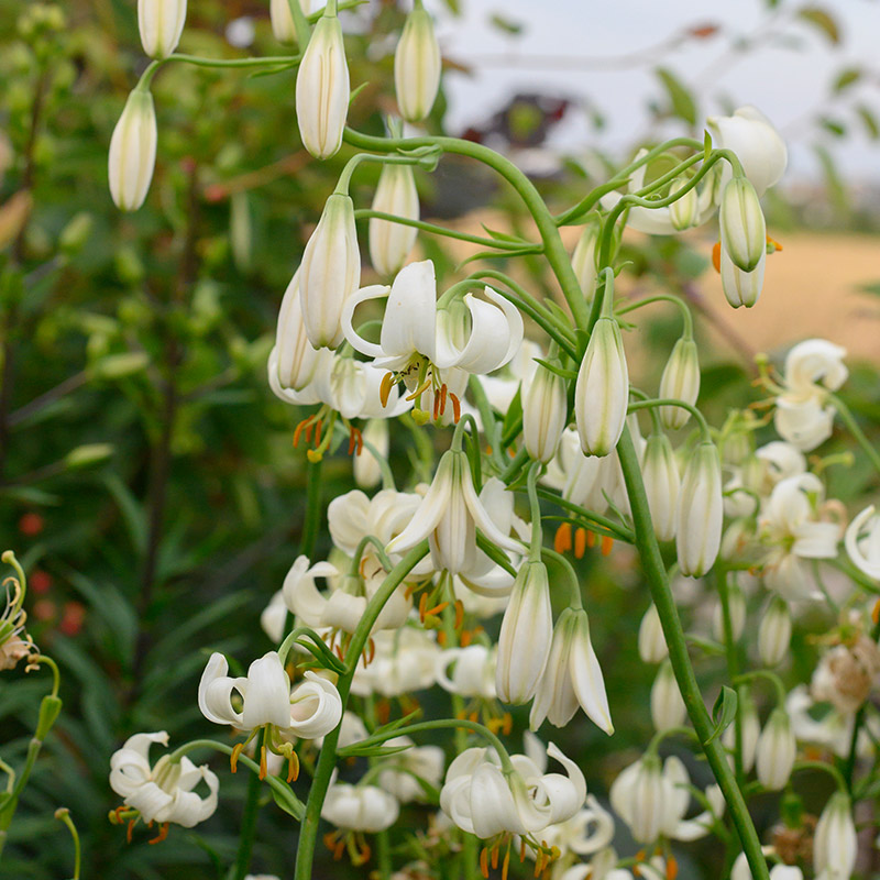 Lilium martagon Snowy Morning