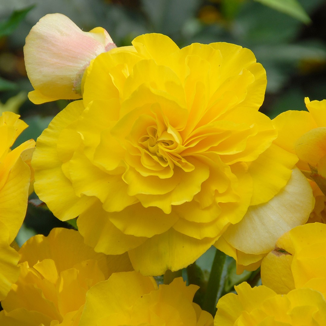 Beginia double yellow 5/6 à 10