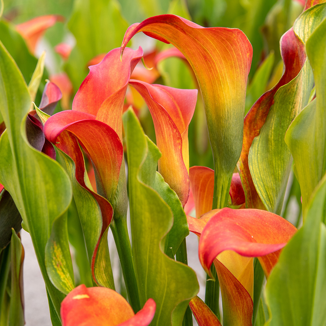 Zantedeschia Cancun® 14/+ , à 10