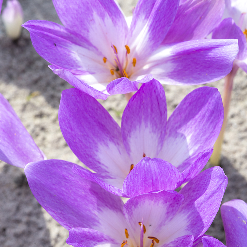 Colchicum Giant 20/+ , 