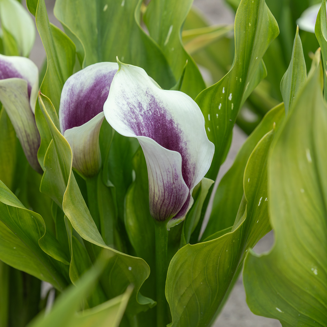 Zantedeschia Airbrush® 14/+ , à 10