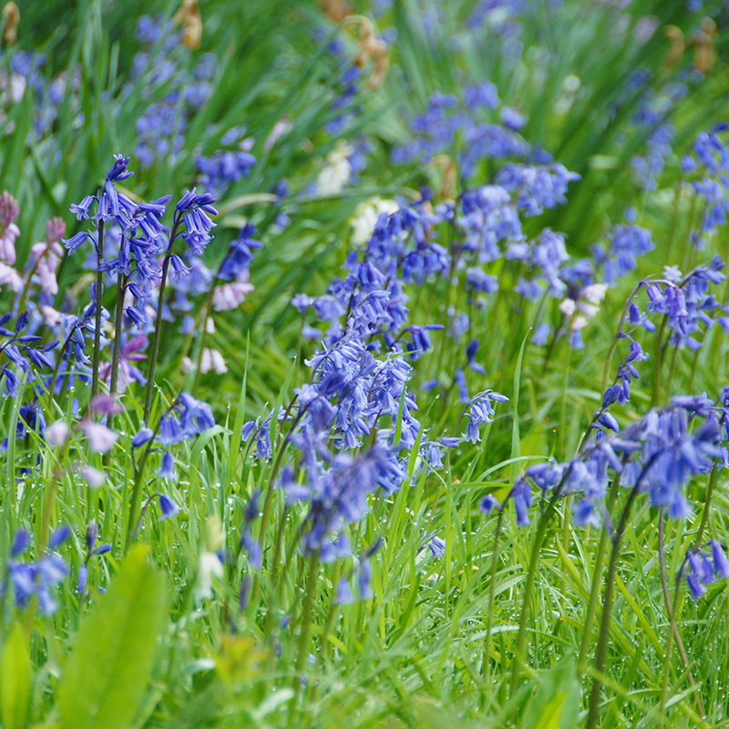 Hyacinthoides non-scripta 7/8 , 