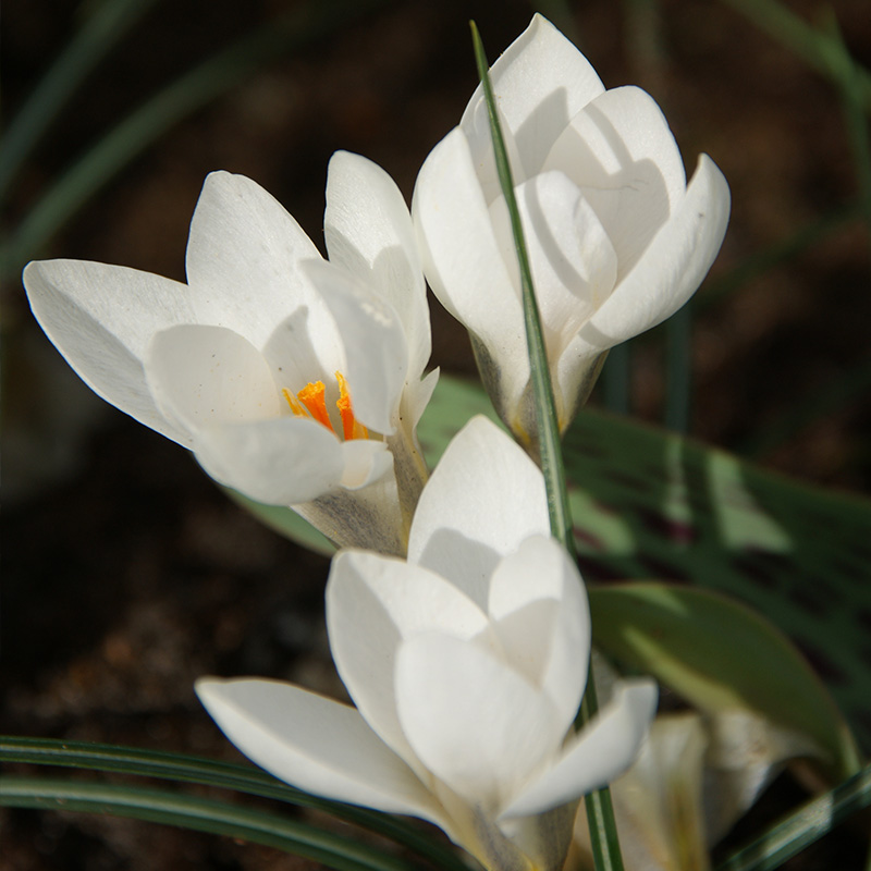 Crocus biflorus Miss Vain 5/+ , 