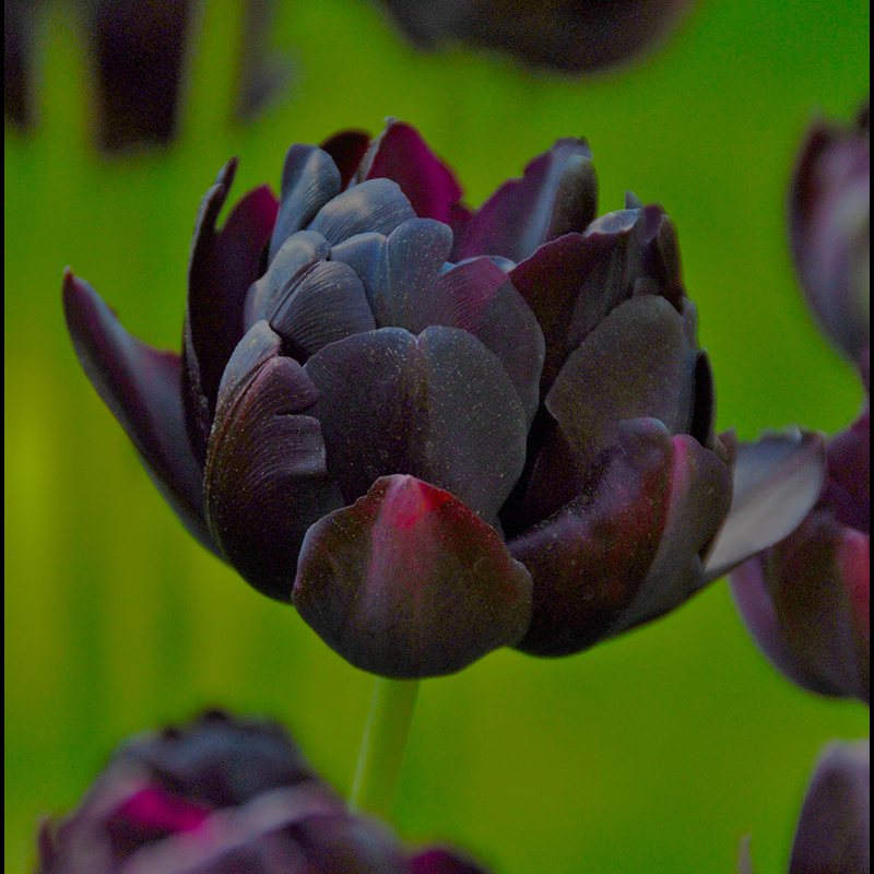 Tulipa Black Hero® 12/+ , à 50