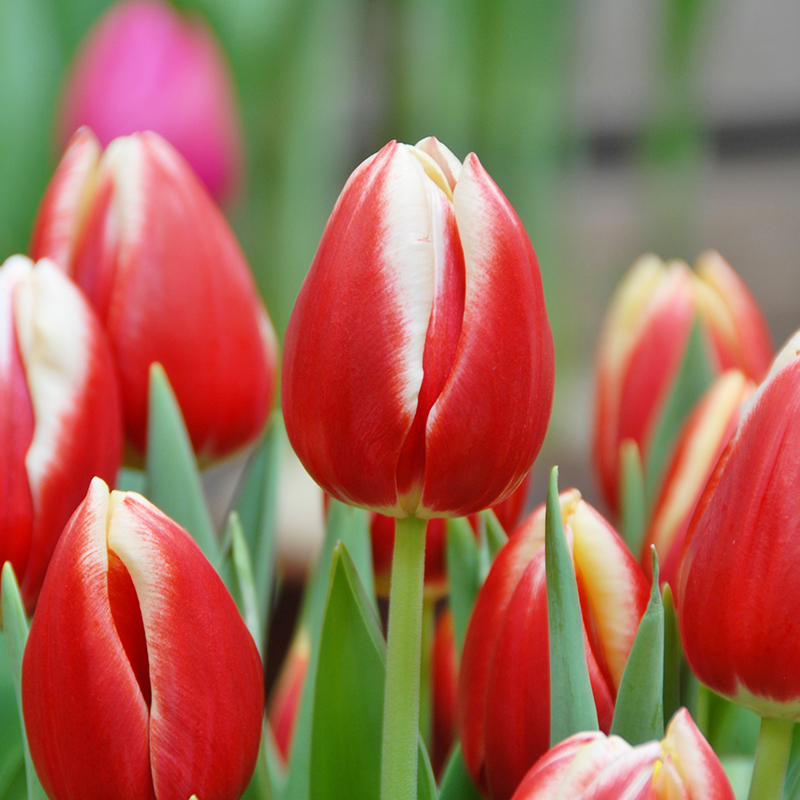 Tulipa Leen van der Mark 12/14 , à 50