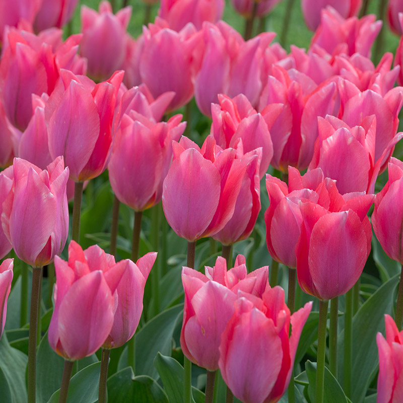 Tulipa Albert Heijn® 12/14 , à 50