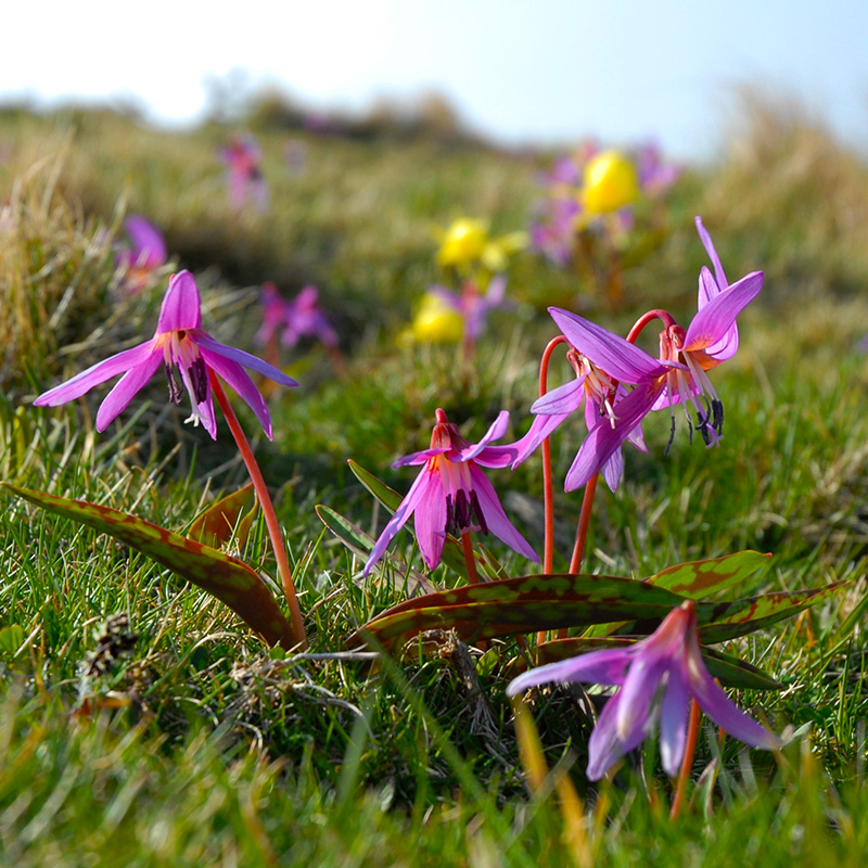 Erythronium dens-canis Lilac Wonder I , à 25 Erythronium dens-canis Lilac Wonder I , à 25