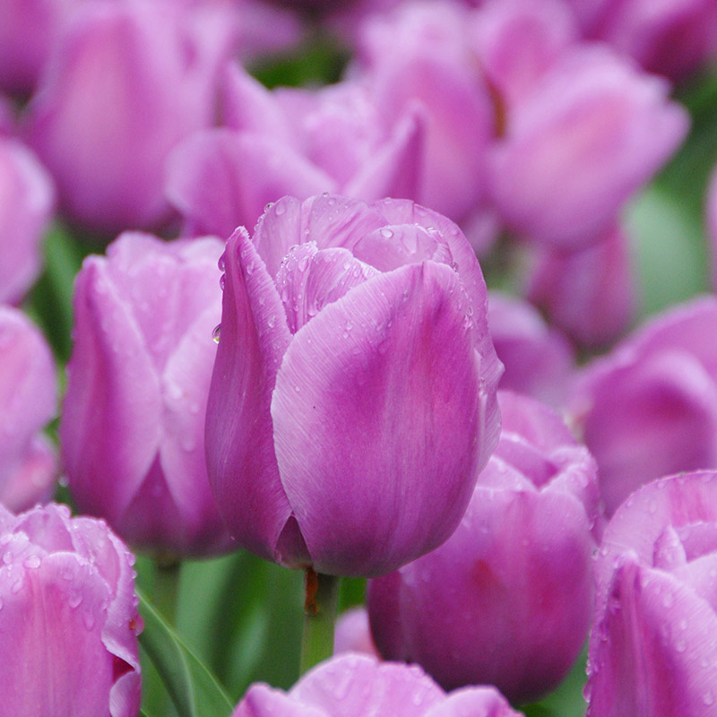 Tulipa Alibi® 12/+ , à 50