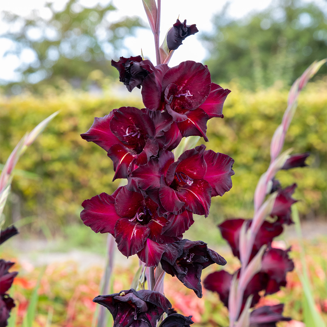 Gladiolus Tiramisu® 12/14 à 100 