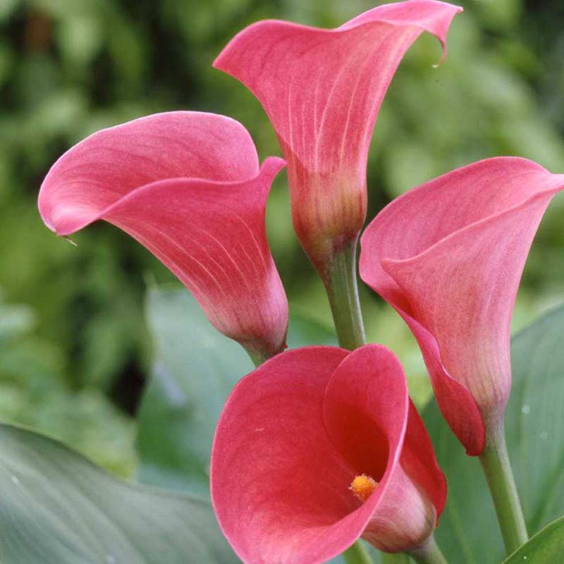 Zantedeschia Captain Romance® 14/+ , à 10